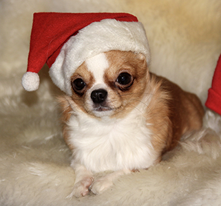 Yoda 15.12.2017