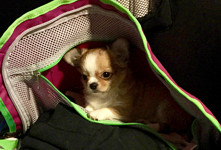 Yoda 30.10.2016