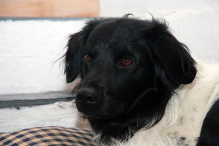 Doti
