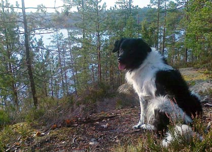 Doti metsässä