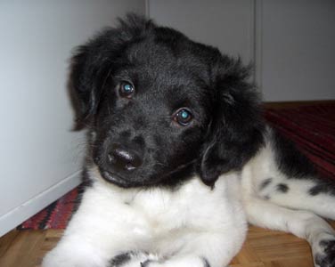 Doti pentuna